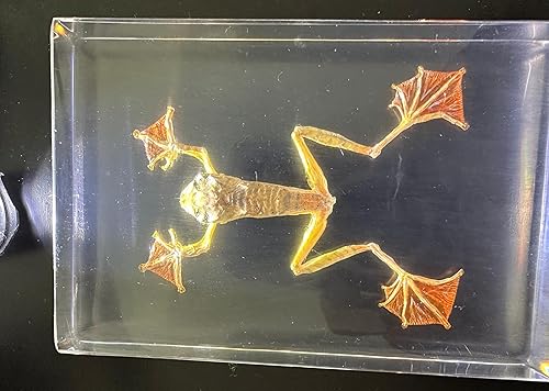 Miniatura 11 de 5.5" Murciélago real con alas abiertas en resina de lucite transparente, especímenes de artesanía, pisapapeles preservado, colección de taxidermia