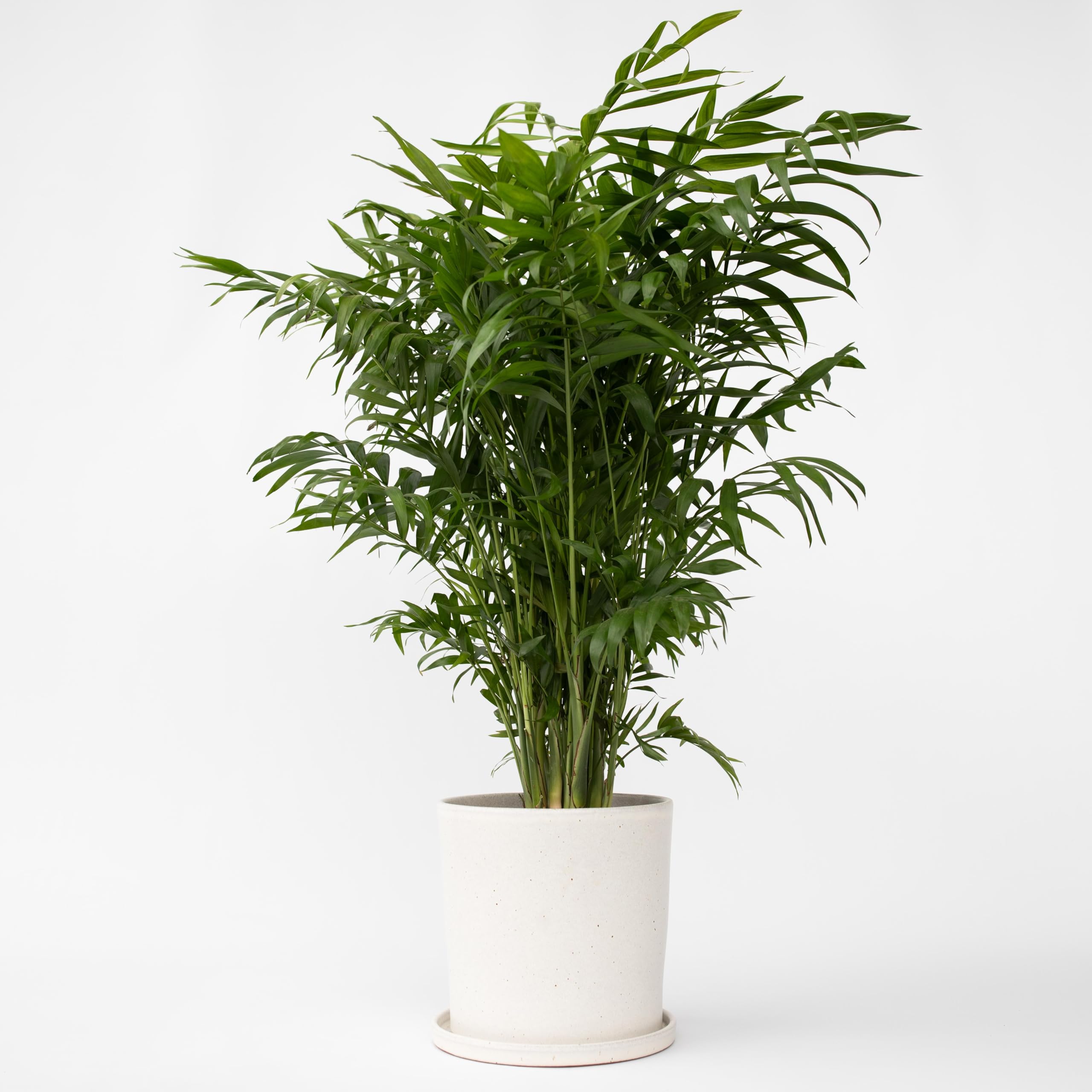 Plant in a Box - Chamaedorea elegans - Palma de montaña - Planta de interior real - Maceta de 20cm - Altura de 80-90cm