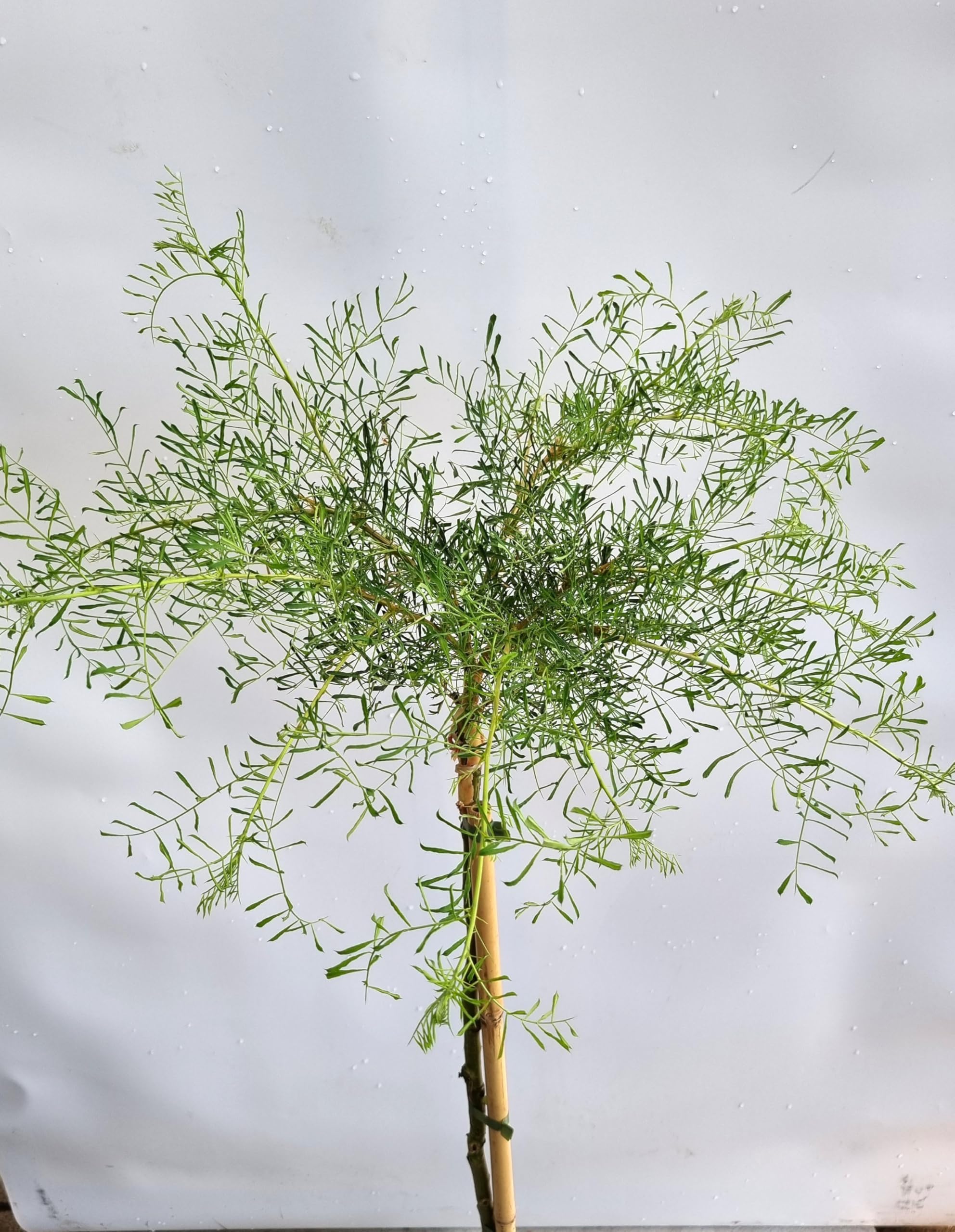 Caragana arborescens 'Walker' Erbsenstrauch Hochstamm 125-150 cm Winterhart Freilandaufzucht