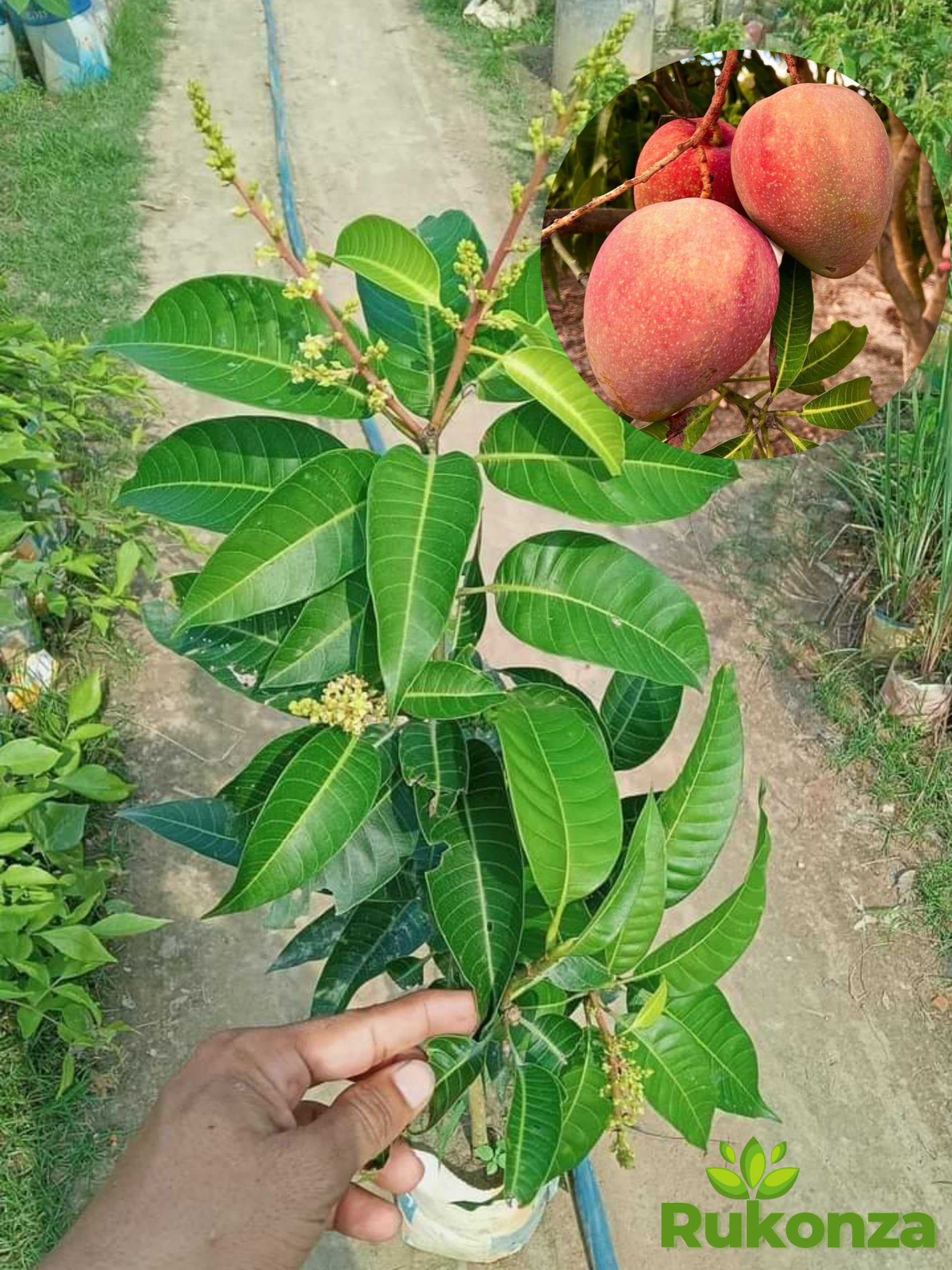 See full amazon price history chart for Rukonza Thai All Time Mango Grafted Plant - Thailand Baramasi Variety Fruit Tree Height 2 Feet, Pack Of 1 Plant Rukonza Thai All Time Mango Grafted Plant - Thailand Baramasi Variety Fruit Tree Height 2 Feet, Pack Of 1 Plant (B0D12Z9HD4) Amazon Price History, Amazon Price Tracker