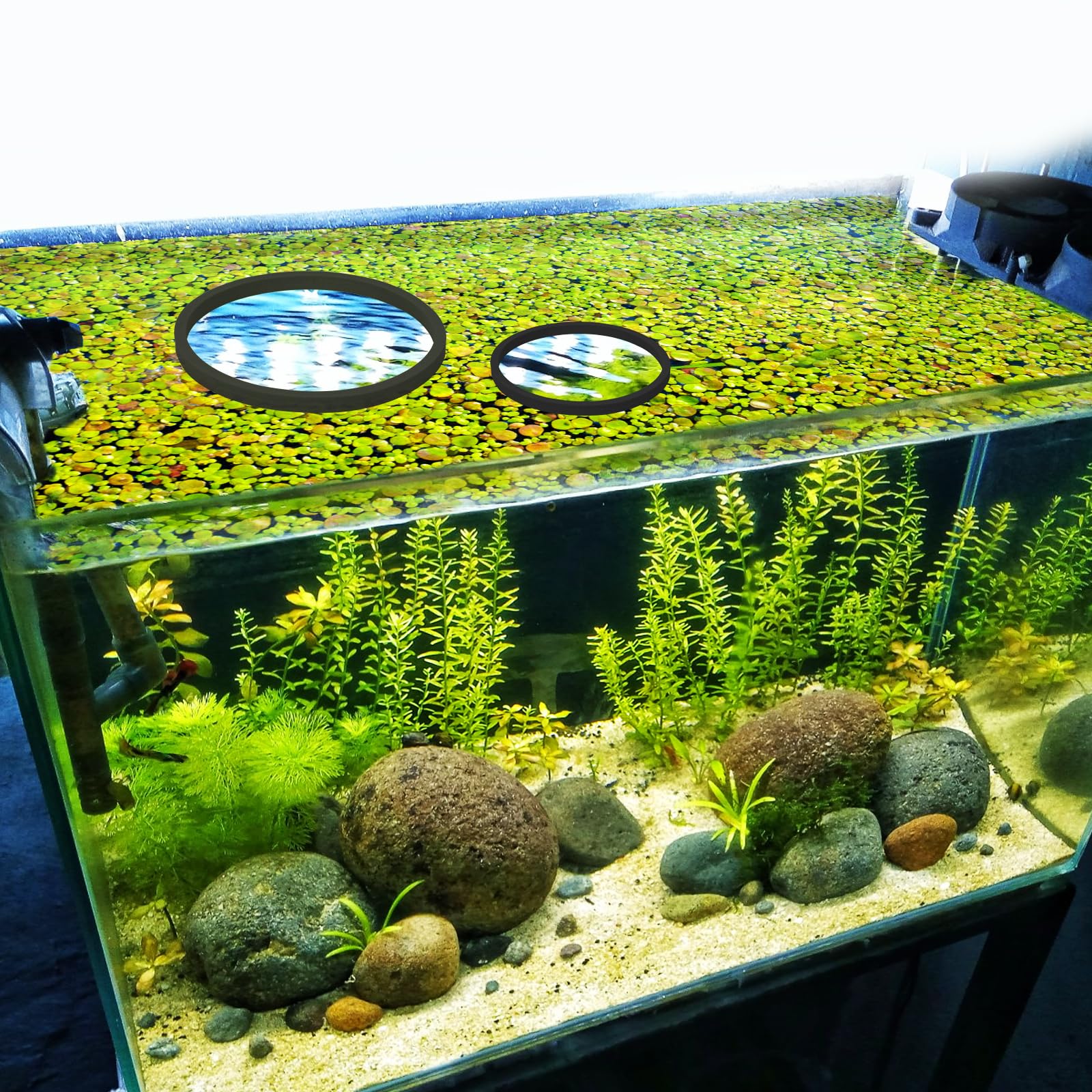 PEUTIER 5 Pièces d'Anneaux Flottantes d'Aquarium, Corral Flottantes en Mousse Anneau d'alimentation Poisson (Noir)