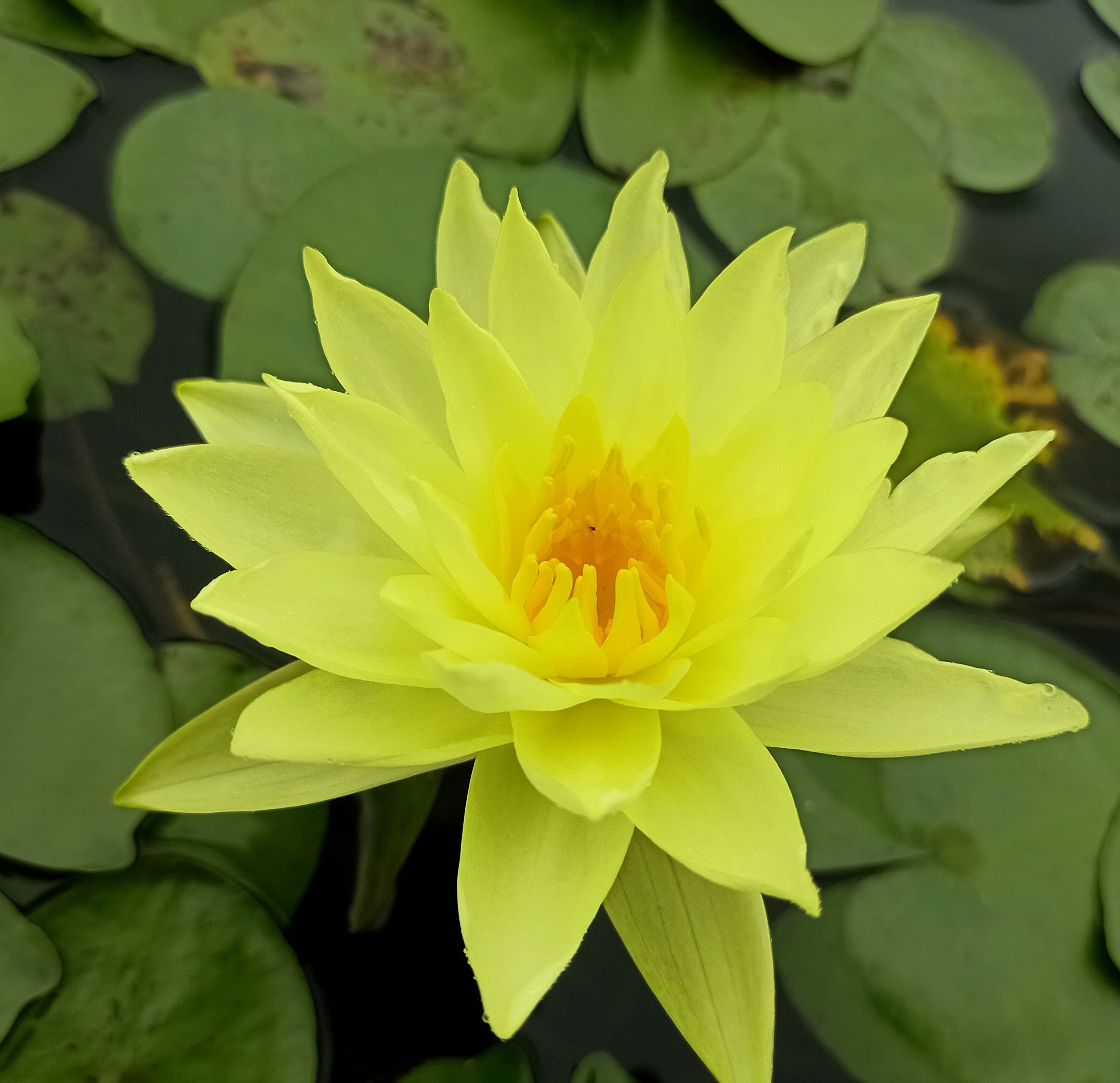 Lily Pond Store - Joey Tomocik Live Hardy Waterlily Plant