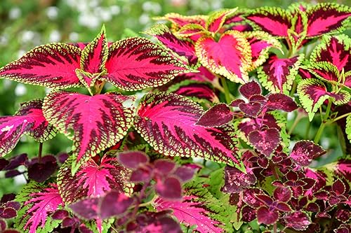 Miniatura 3 de Seeds Coleus Mix - Orgánico
