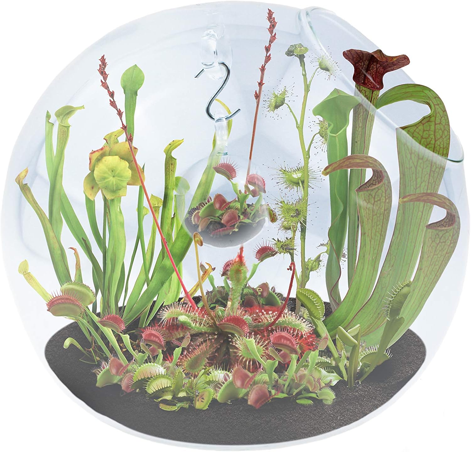 Terrarium in a Terrarium - Carnivorous Creatures | Collection of Fly-Eating Plants