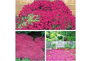 Lilyturf Seeds Creeping Thyme 15,000+ Seeds