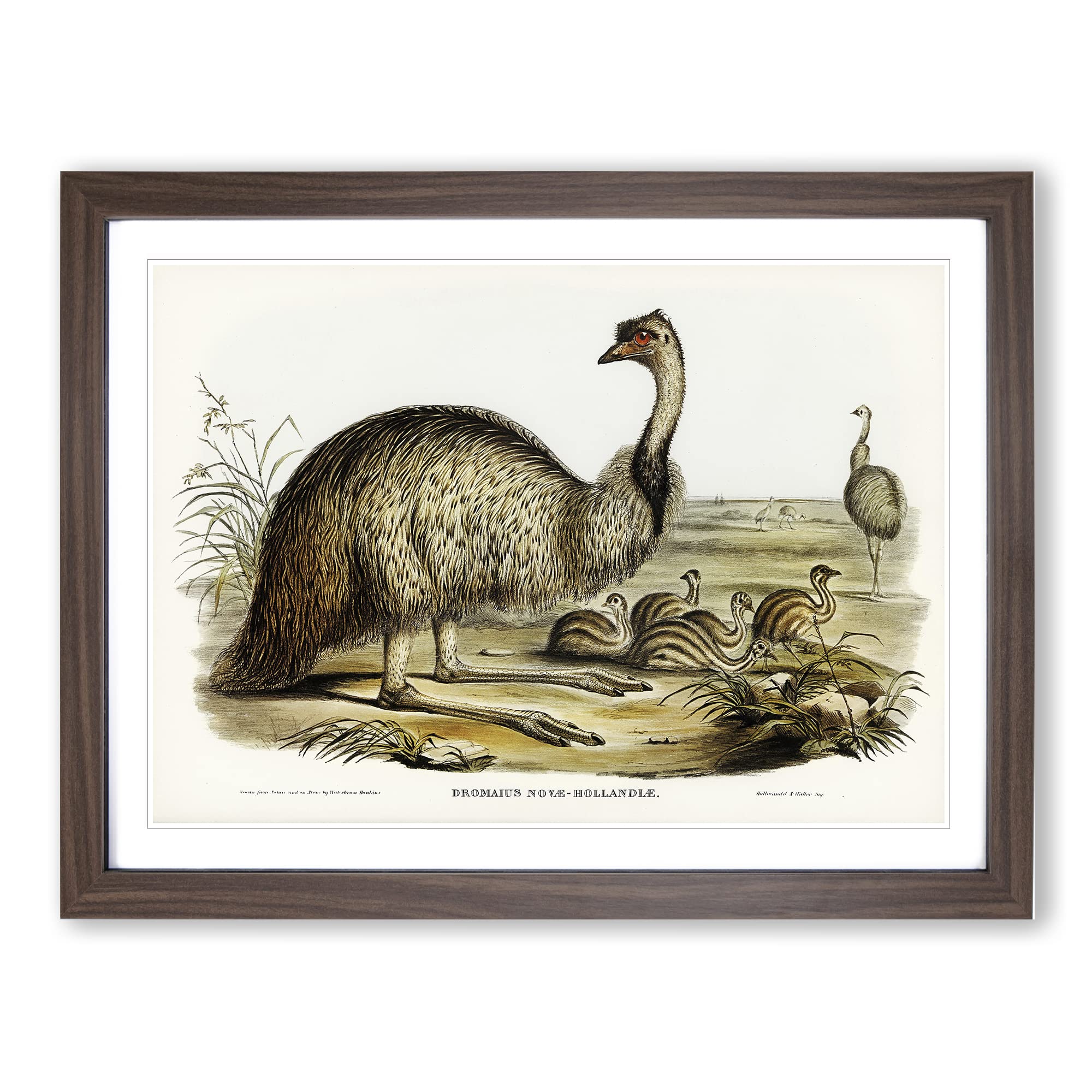 The Emu By Elizabeth Gould Vintage Framed Wall Art Print, Ready to Hang Picture for Living Room Bedroom Home Office Décor