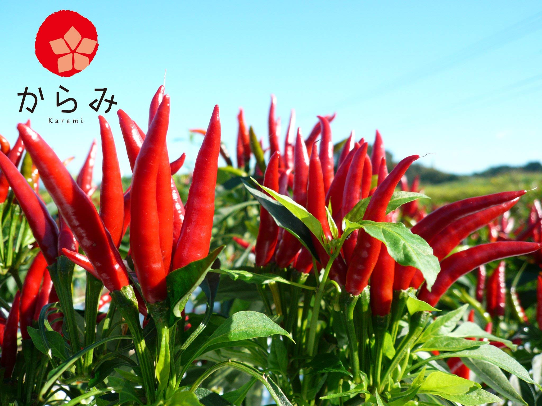 Amazon | 【刺激の青と旨味の赤2本セット】からみ 九州一味とうがらし