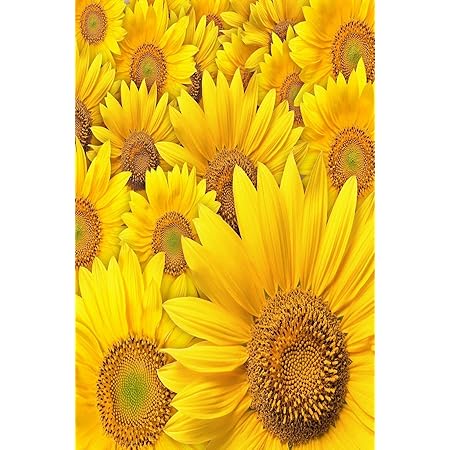 Amazon Co Jp 東宝 タペストリー 横幅100cm 縦幅150cm 向日葵 ひまわり おしゃれ 落ち着く プレゼント サプライズ クラシック 背景 気分 インテリア 壁掛け 壁飾り 暖簾 ホリデーパーティー 雰囲気転換a48 ホーム キッチン