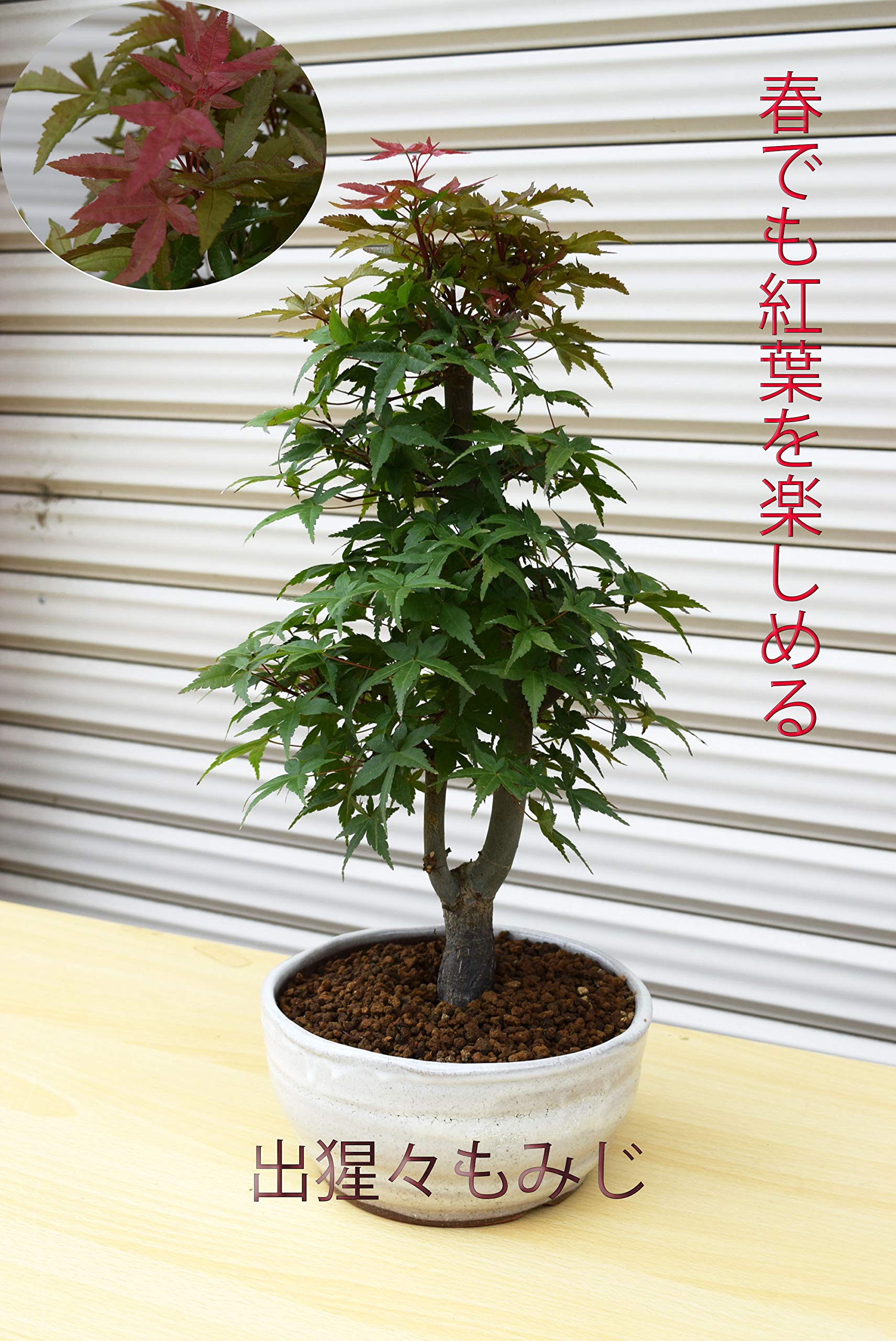 Amazon.co.jp: モミジ鉢植え紅葉盆栽1鉢 信楽鉢植え 出猩々もみじ盆栽