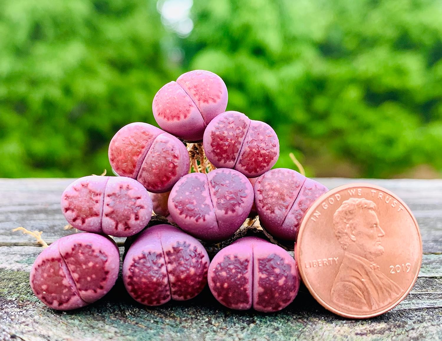 Pack of 3 Rare Lithops Salicola 'Sato's Violet' Bacchus Purple Color Living Stone Plant (Medium)