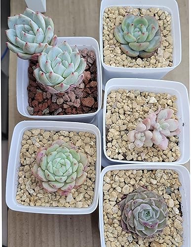 Miniatura 25 de Mezcla de rocas de lava de 18 libras para plantas en puerta, guijarros de grava para bonsái suculentos y rellenos de jarrones, jardinería de hadas