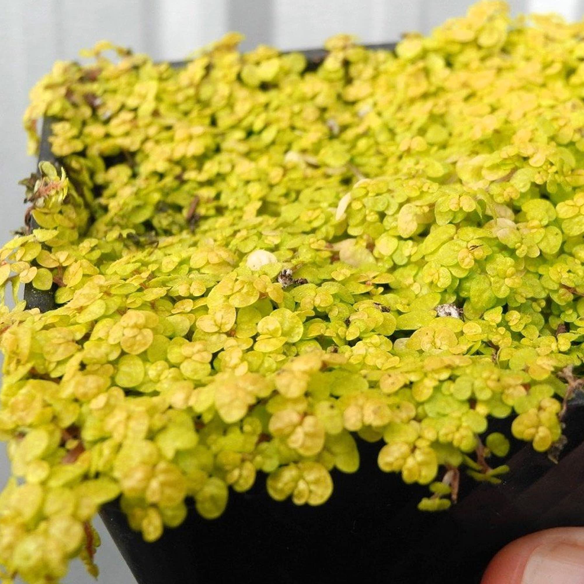 Soleirolia Helxine Gelb - Bubikopf | 10-20cm Topfpflanze Attraktive  Zimmerpflanze : Amazon.de: Garten