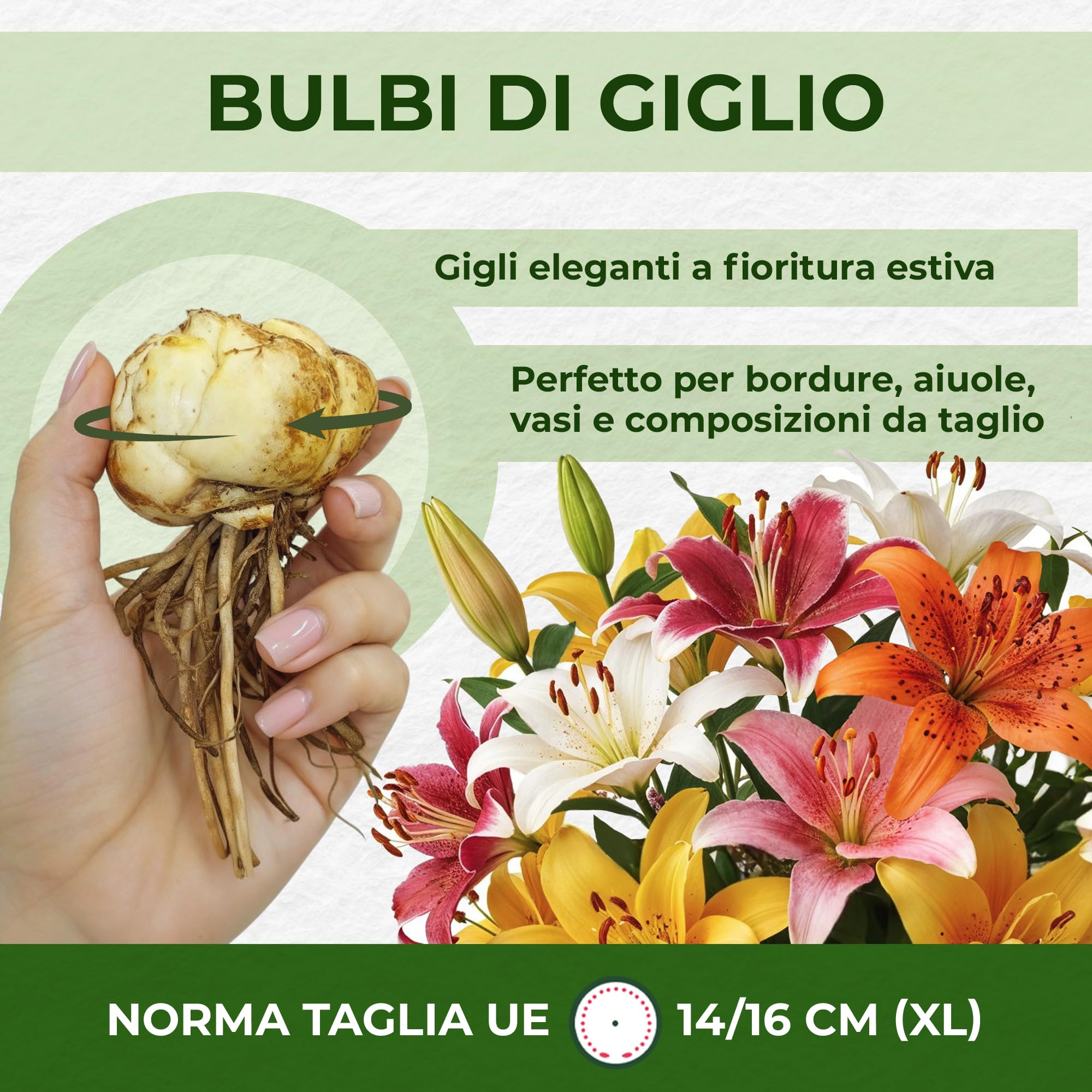 Bulbi Fiori Perenni da Esterno - 15 Bulbi di Giglio Asiatico Collezione Sogno di Primavera - 5 Varietà e Colori - Piante e Fiori Esclusivi dall'Olanda - per giardino e vaso (non semi, non artificiali)