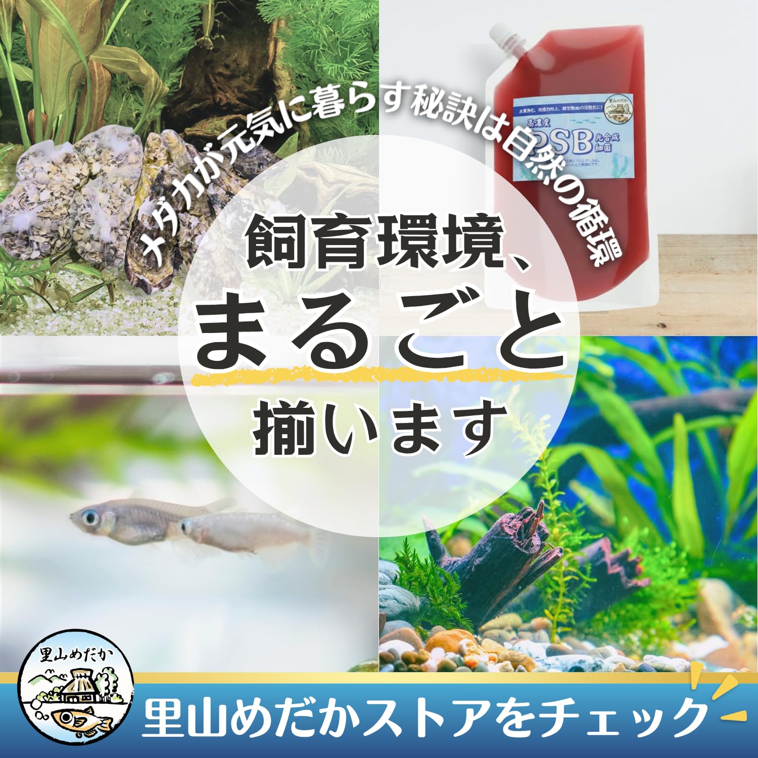 Amazon | ウォーターコイン水草5本＋ヒメタニシ5匹セット 水質浄化