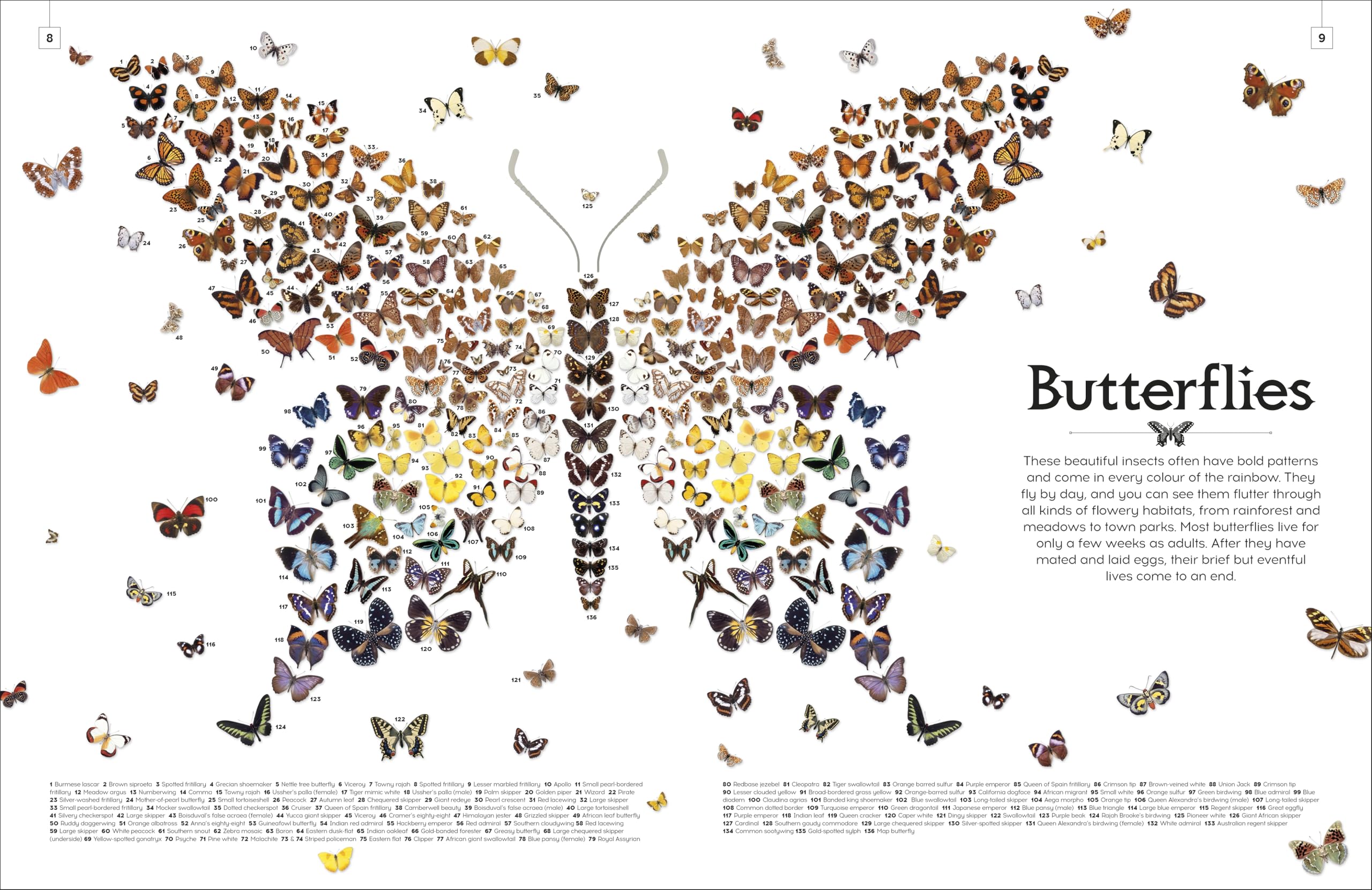 Shapes of Nature: A Big, Beautiful Book of the Natural World for Kids