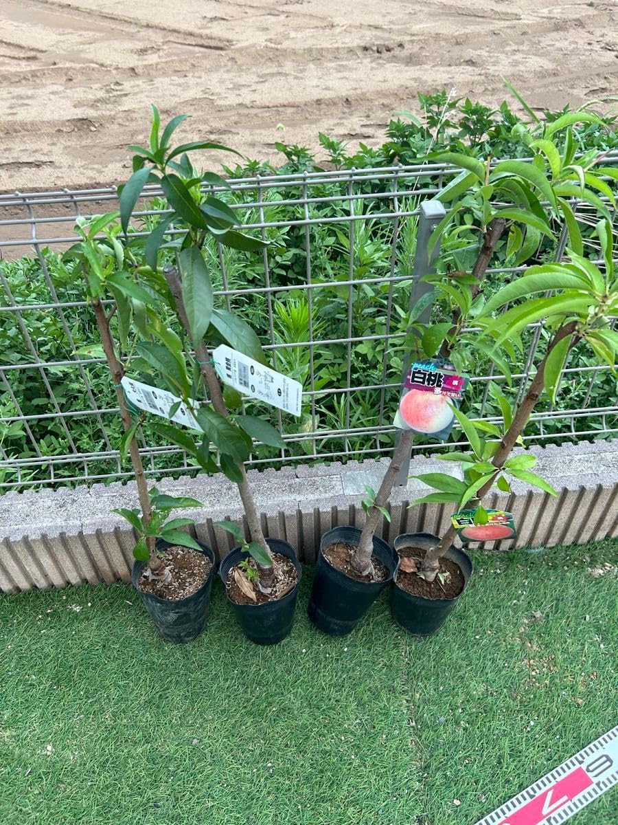 桃の苗木 4本セット 白桃、白鳳、大久保、黄金桃