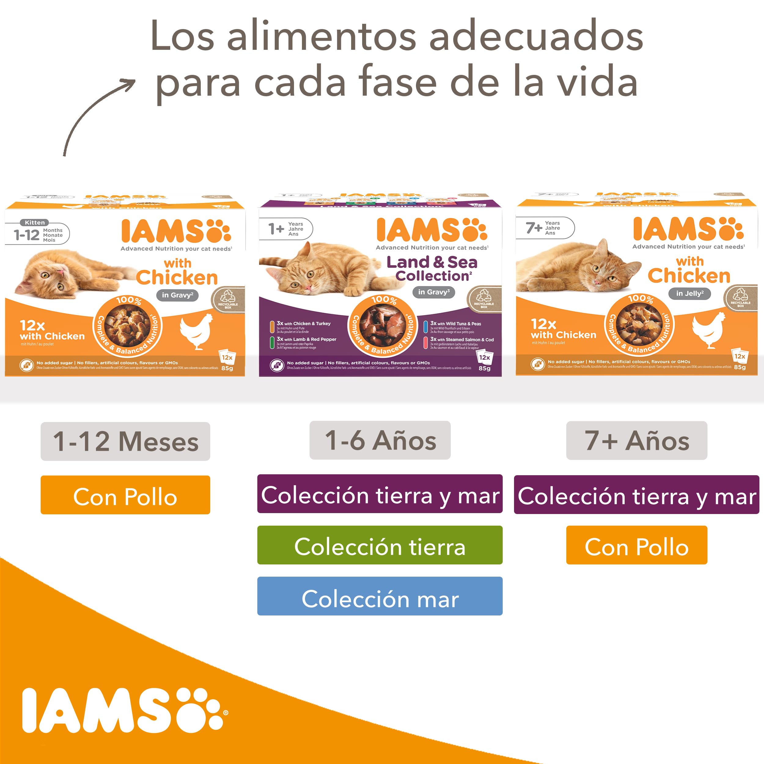 IAMS Advanced Nutrition Alimento húmedo en Salsa, para Gatitos con Pollo, 12 x 85g