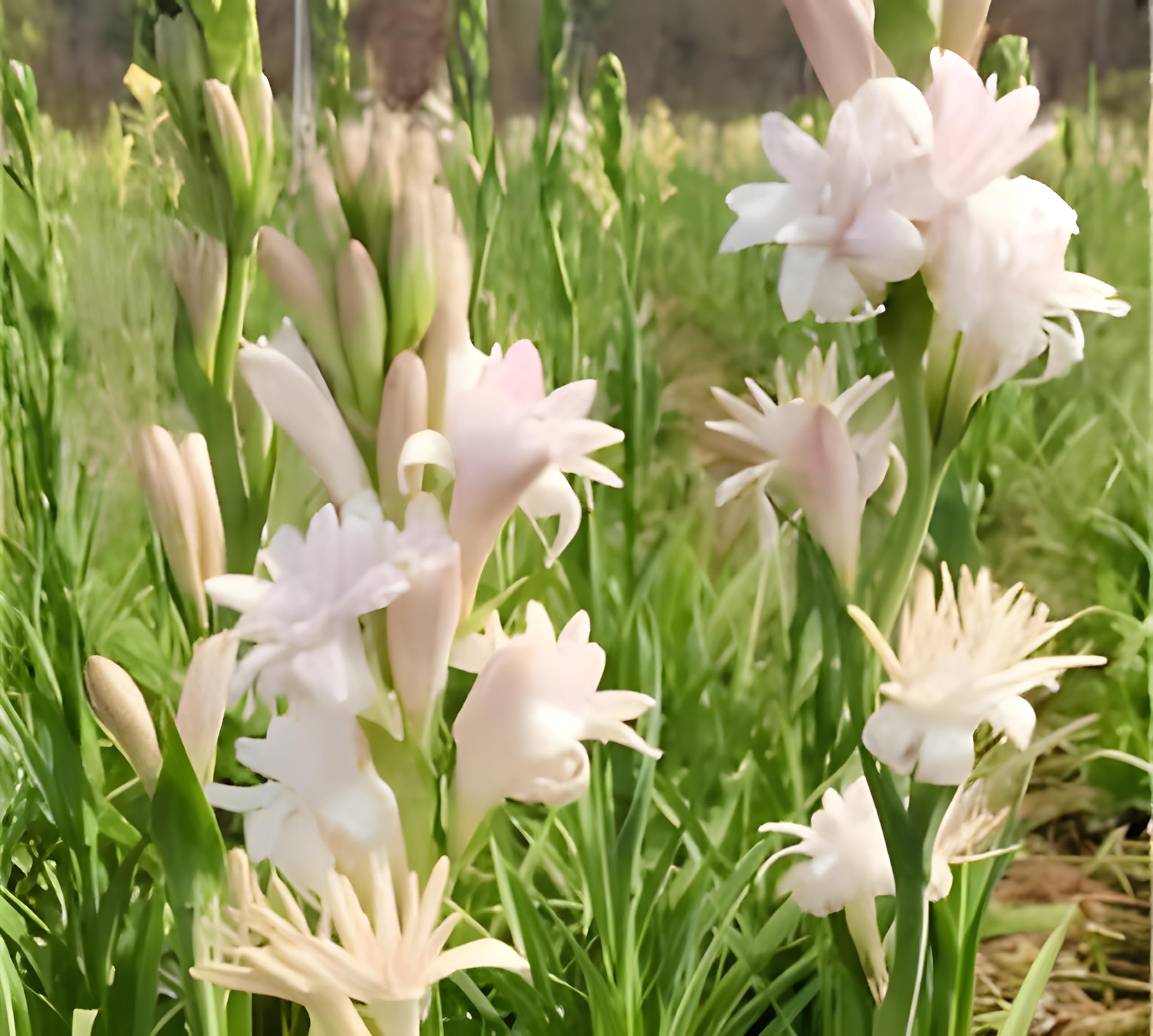 Rajanigandha Tuberose Bulbs, Outdoor, Organic, Fragrance Rich, Year Round Blooming, 5 Count-image-25