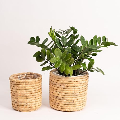 Juego de 2 macetas de jacinto de agua para interiores para plantas, flores, suculentas, macetas de canasta, cubierta decorativa para macetas
