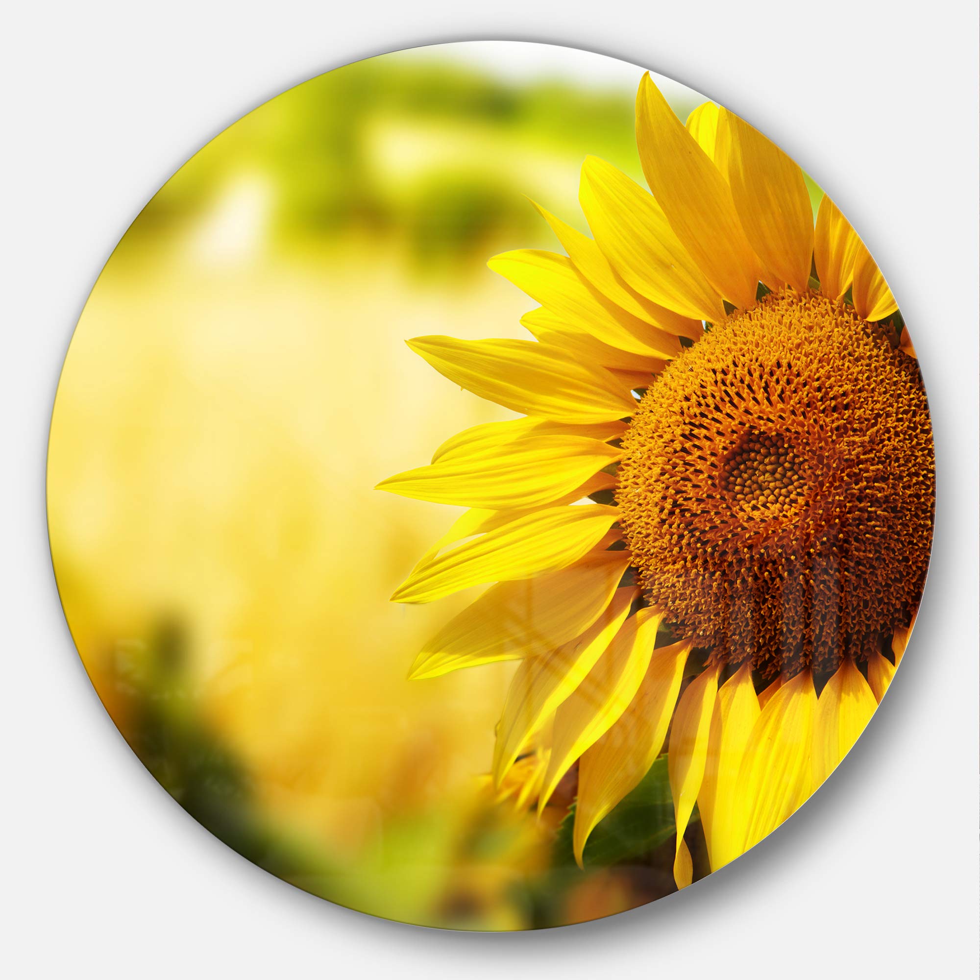 Designart MT14038 C23 Beautiful Tuscany Sunflower Flower Disc, 23