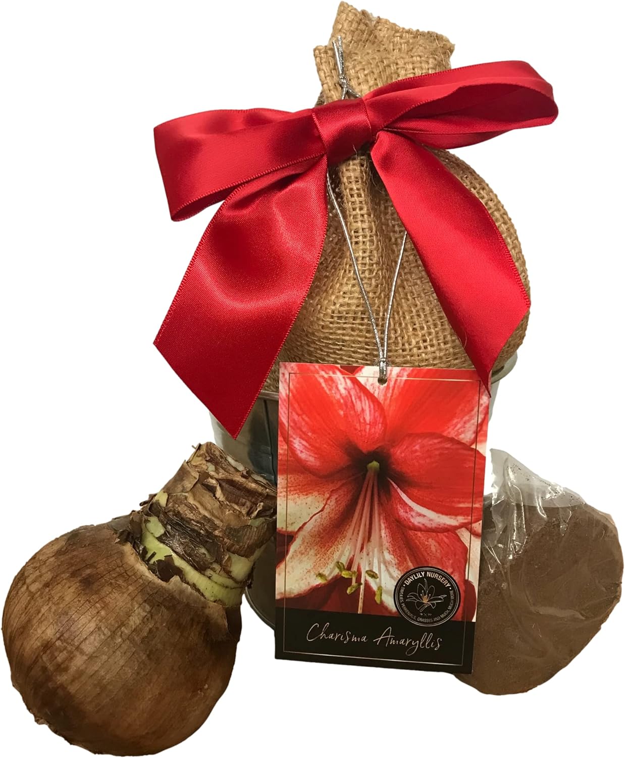 Tin Charisma Amaryllis Holiday Gift Growing Kit, Deluxe Edition. Includes a Rustic Tin Pot, a Large Charisma Bulb in a Burlap Bag with a Red Ribbon and Growing Medium