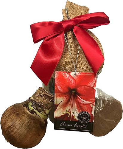 Miniatura 2 de Kit de Cultivo de Regalo Navideño Tin Charisma Amaryllis, Edición de Lujo. Incluye una Maceta de Hojalata Rústica, un Bulbo Grande de Charisma en