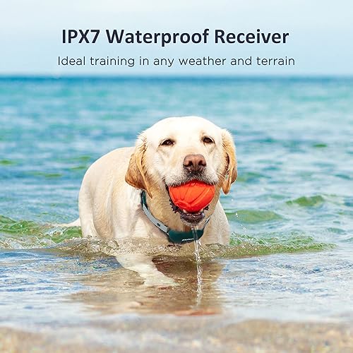 Miniatura 6 de Zlolen Collar de choque para perros, collar de entrenamiento para perros con control remoto, innovador IPX7, impermeable, recargable, collar