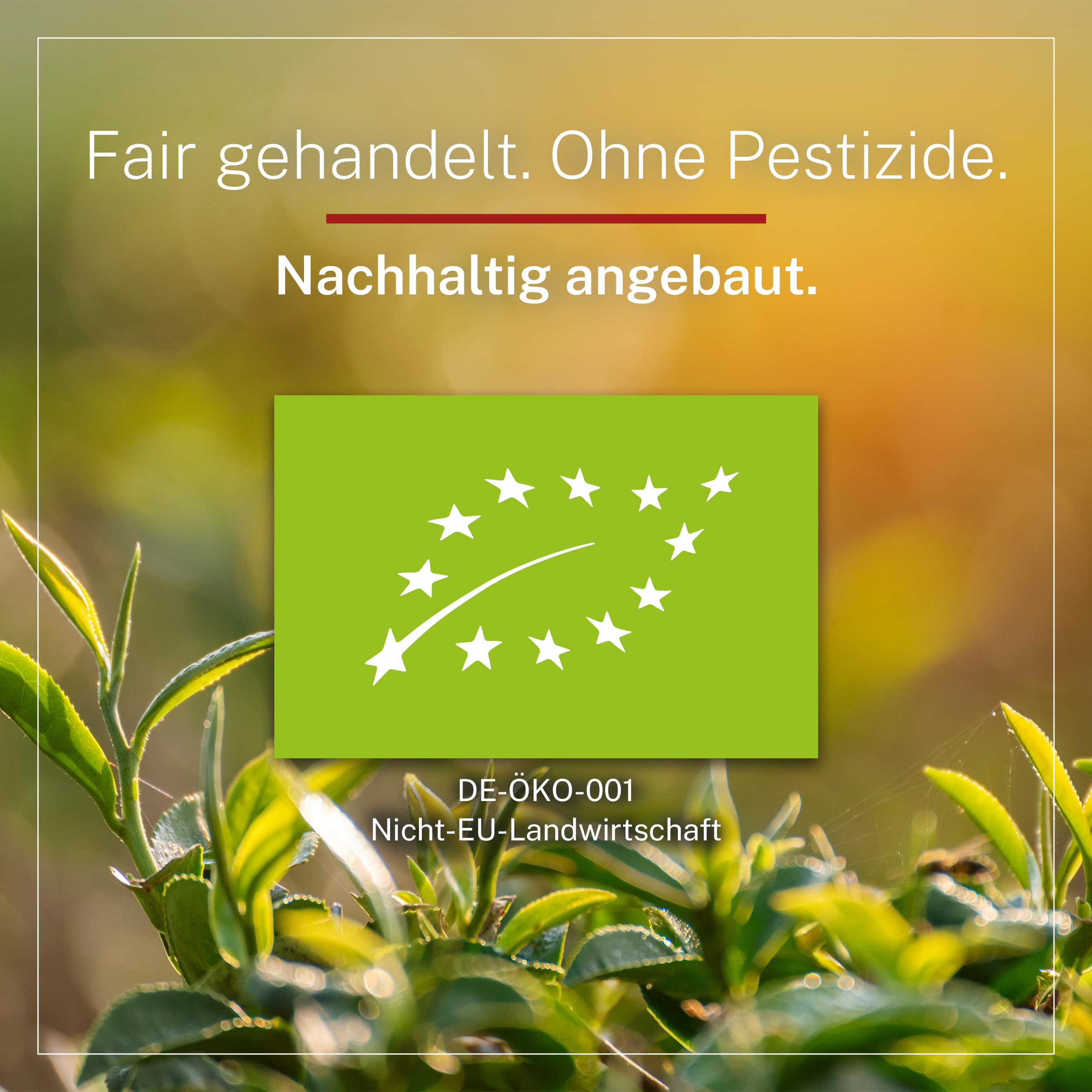 Darjeeling First Flush Bio Tee 1 kg lose - Hochwertiger Schwarztee - würzig & fruchtig - Schwarzer Tee Lose aus ökologischem und fairem Anbau – MyCupOfTea