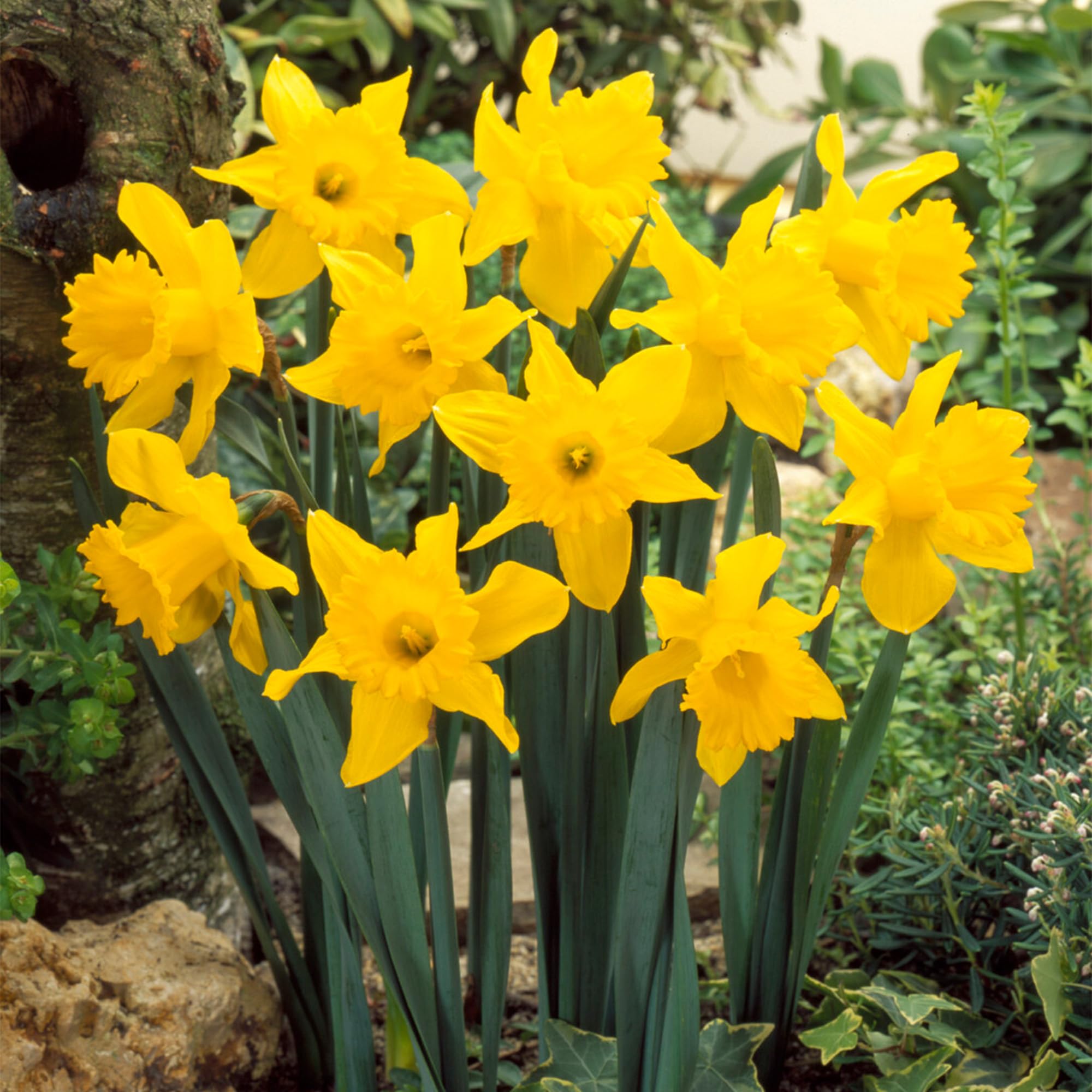 GardenersDream King Alfred Daffodil Bulbs - Trumpet Spring Flowering Plants - Outdoor Plants for Gardens, Borders, and Containers - Easy to Grow Rockery Narcissus Dwarf Garden Bulbs (2kg)