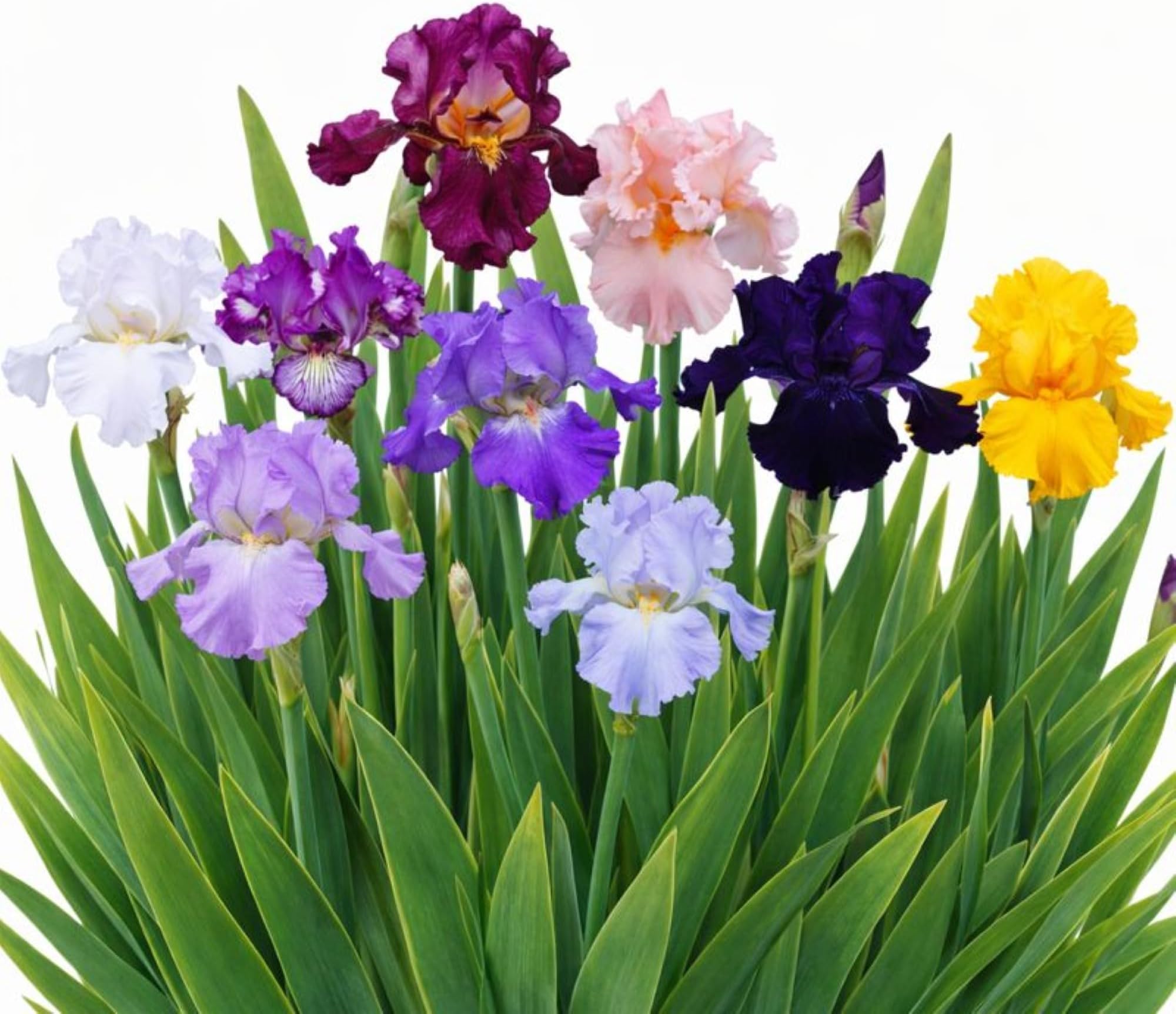 Bearded Iris Colorful Mix 9 Plant Bulbs - Flowers Spring to Fall, Full Sun Low Maintenance Zones 3-10