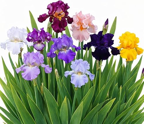 Easy to Grow Barbudo Iris Colorful Mix 3 Plantas Bulbos - Flores Primavera a Otoño, Pleno Sol Zonas de Bajo Mantenimiento 3-10