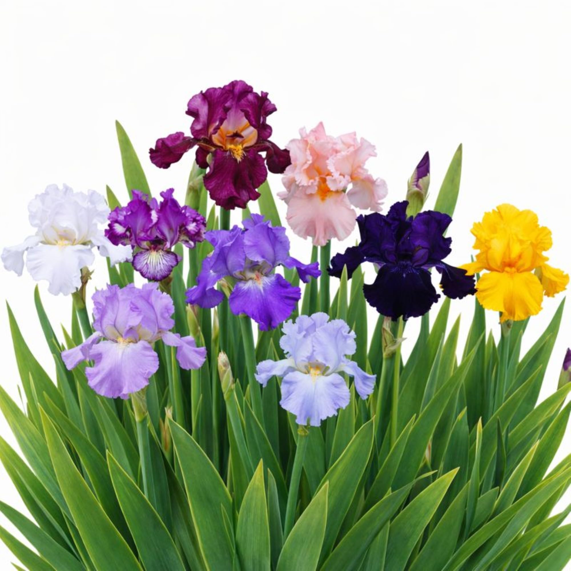 Bearded Iris Colorful Mix 9 Plant Bulbs - Flowers Spring to Fall, Full Sun Low Maintenance Zones 3-10