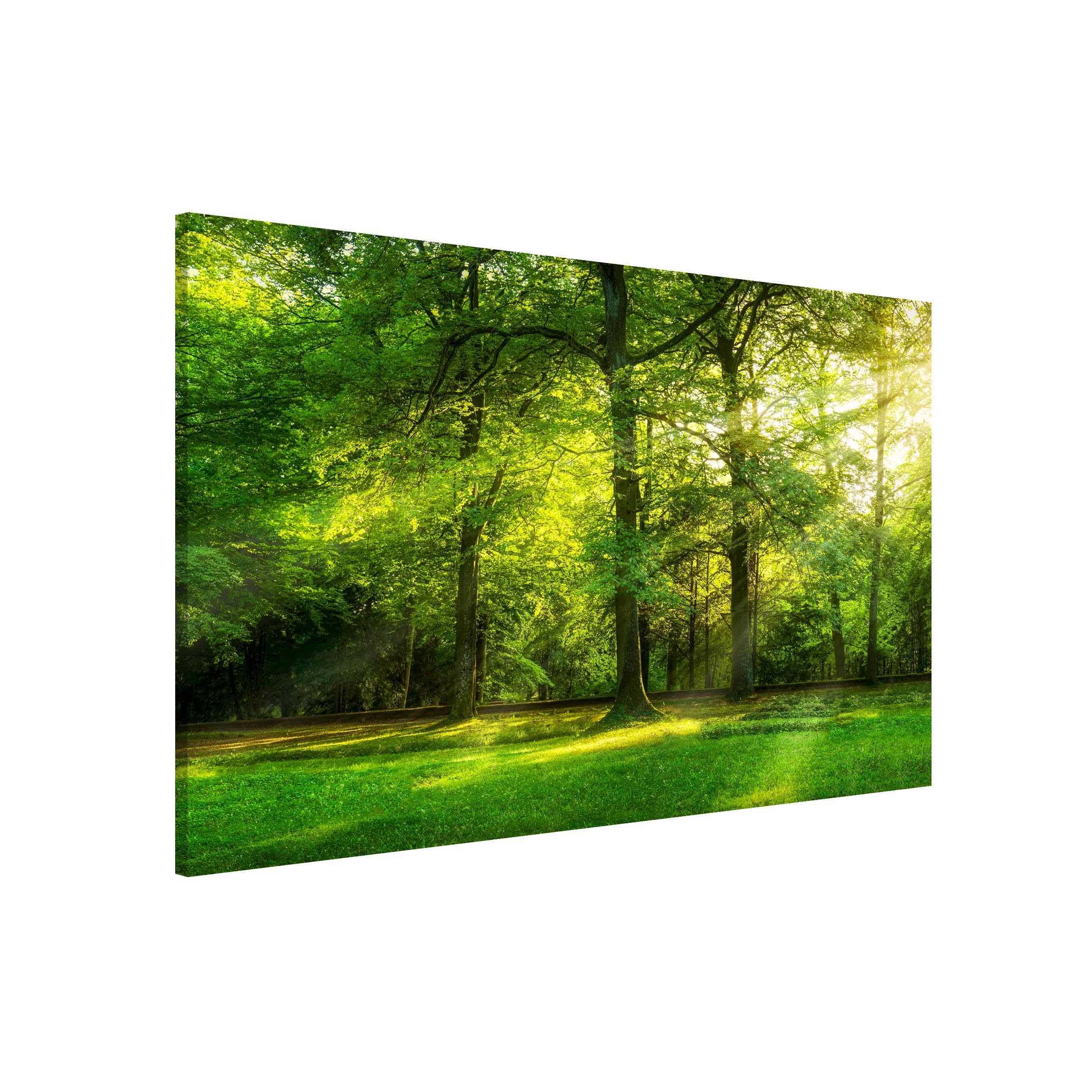 Magnettafel Pinnwand für Magnete Wald Bäume Natur Magnetboard - Magnetwand Made in Germany - Landschaft Modern Notiztafel grün Küche Flur Büro Visionboard WBMT_6815 (90x60cm)