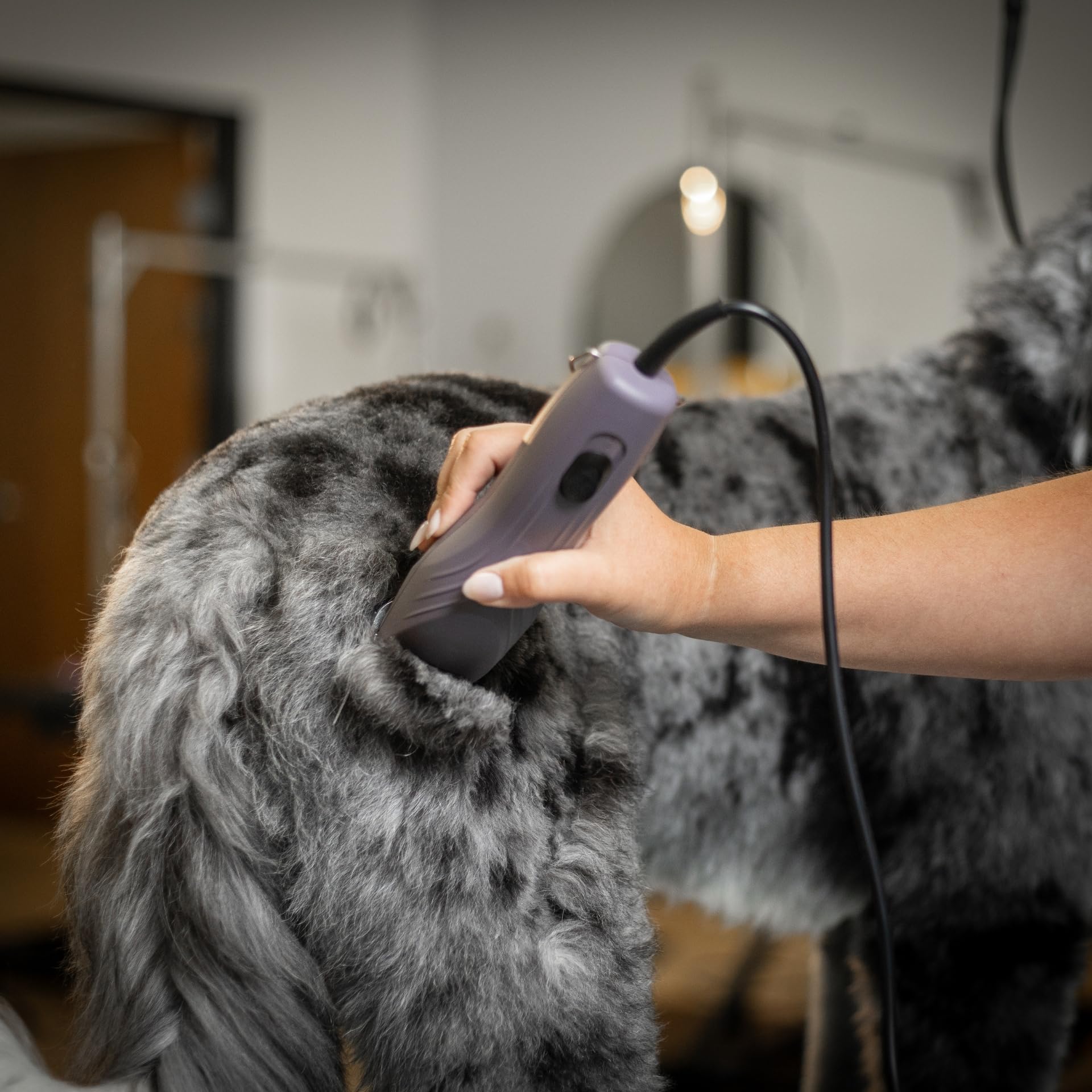 Agrarzone Edition Wahl KM10+ tosatrice professionale per cani e gatti - Silenziosa, Potente, con set di rilievi - Ideale per toelettatori e veterinari