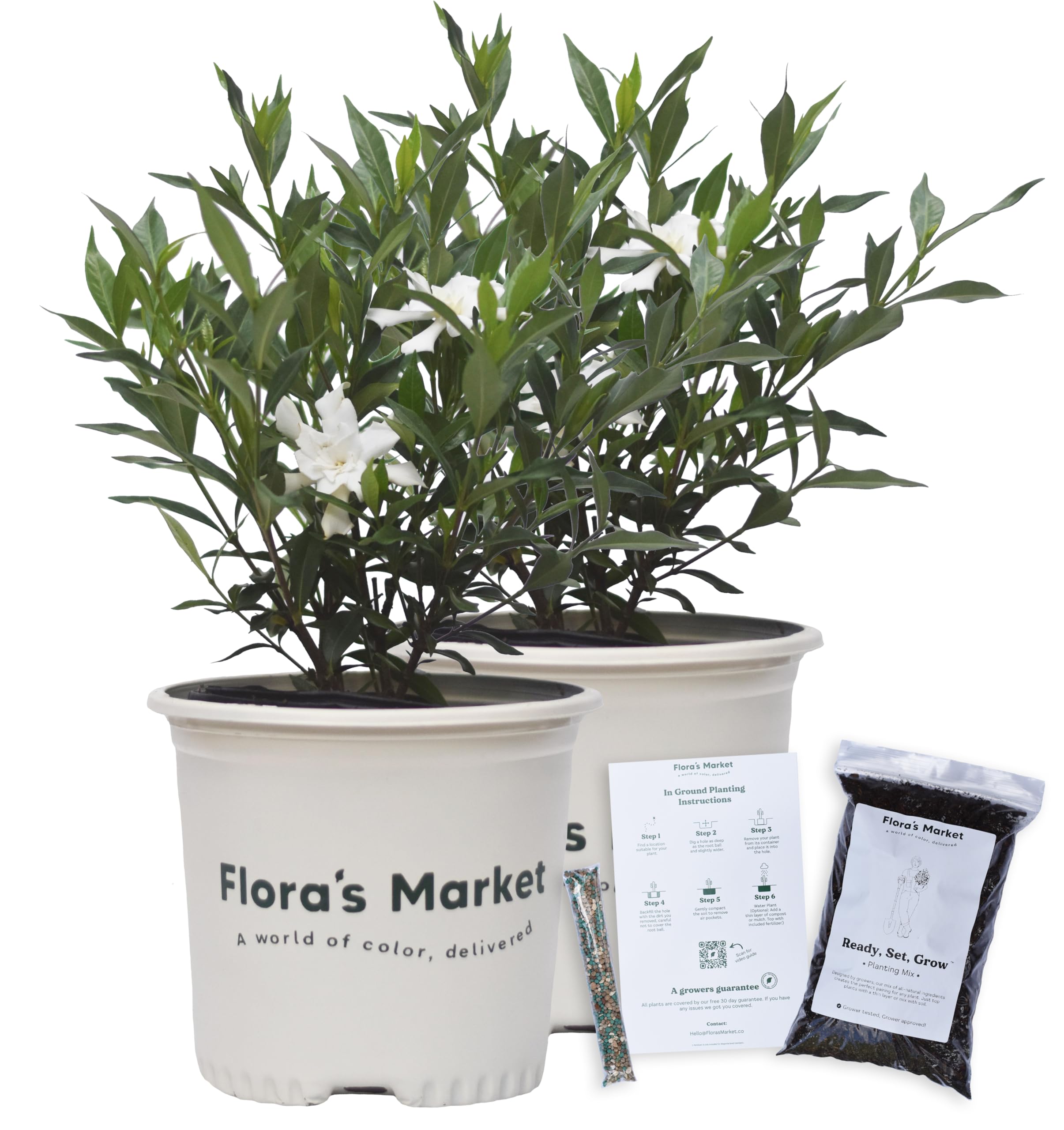 Flora's Market Frostproof Gardenia