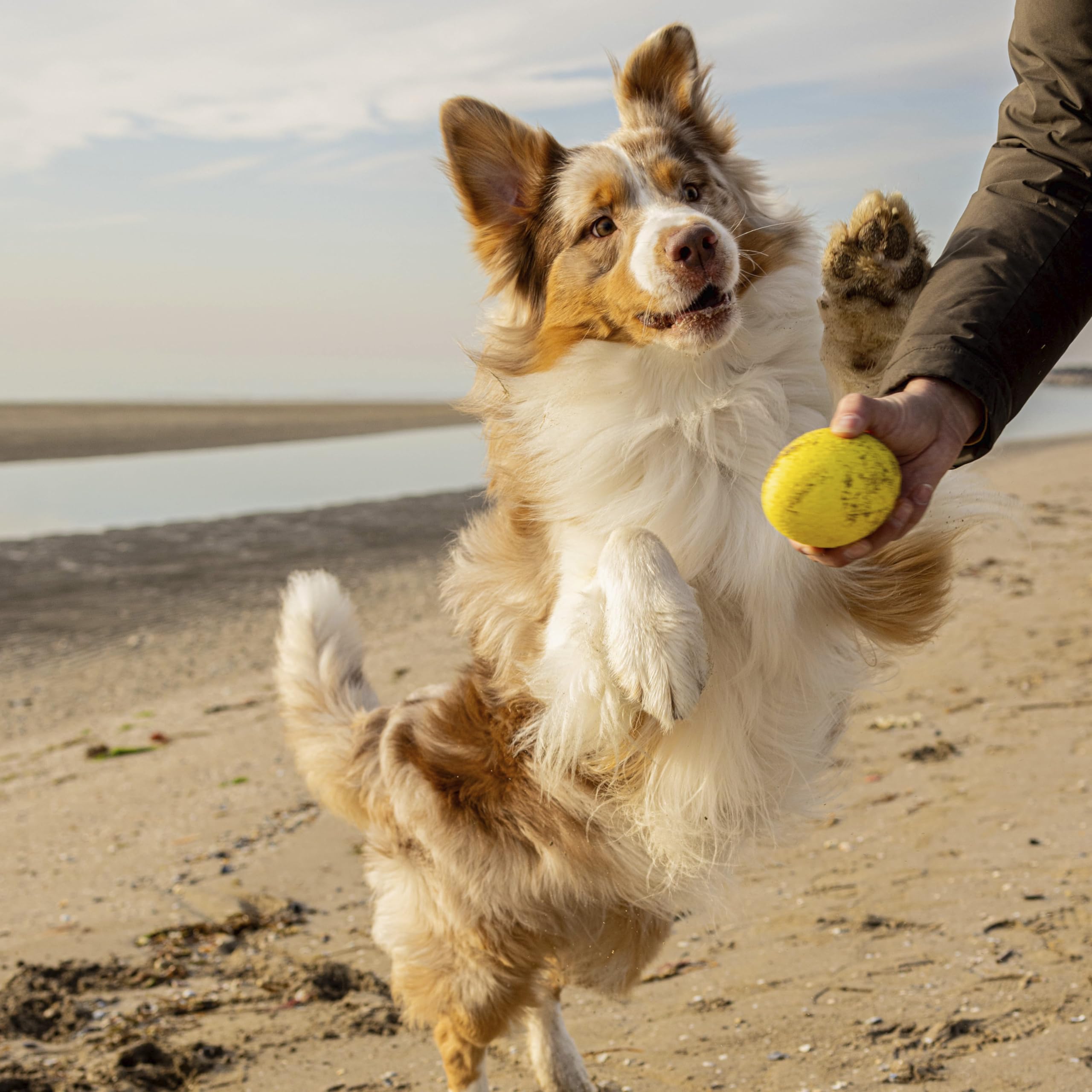 Ferplast Gioco Cane CHEWA BOING RUGBY, Pallina in Materiale Durevole, Atossico, Resistente ai Morsi, per Igiene Dentale, Rimbalza e Galleggia, Misura Media, Giallo