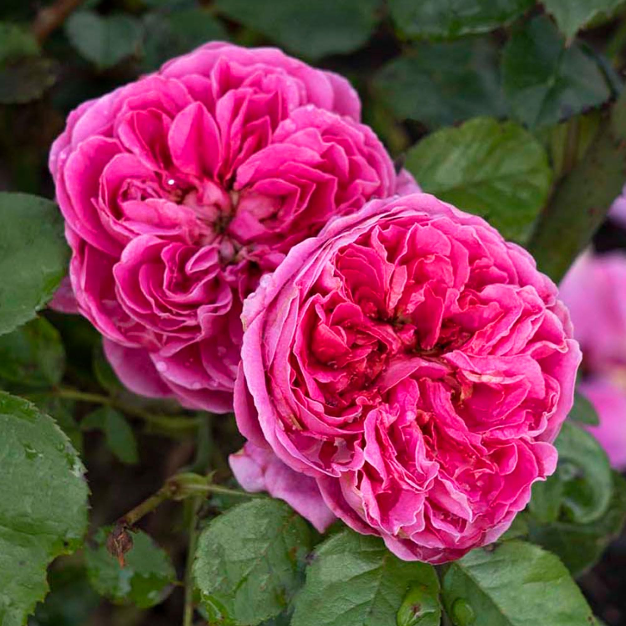 Amazon.com : Powerpuff Pink Rose 1.5 Gallon Potted Live Plant, Non