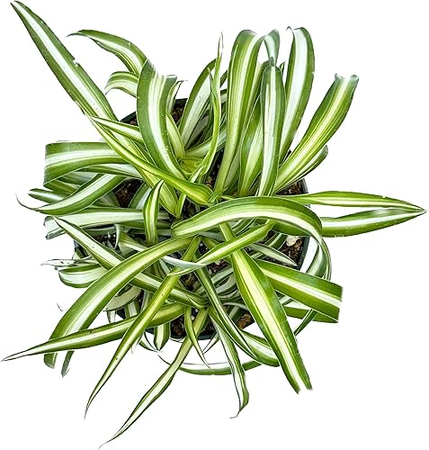 Miniatura 1 de Colecciones de cactus y suculentas de 4" (Bonnie Curly Spider 'Chlorophytum comosum')