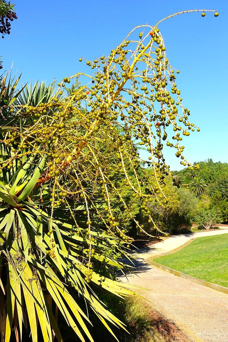 6 Semillas de Drago de Canarias (Dracaena draco), Árbol Milenario