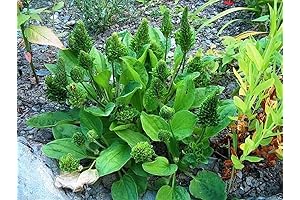 100 Seeds Plantago Major Seeds-Use As Vegetable, Wound Healer, Snakebite Remedy