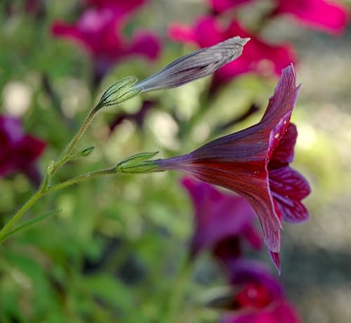 Miniatura 2 de 25 semillas de flores de cachemira pintadas en negro chileno Salpiglossis Sinuata