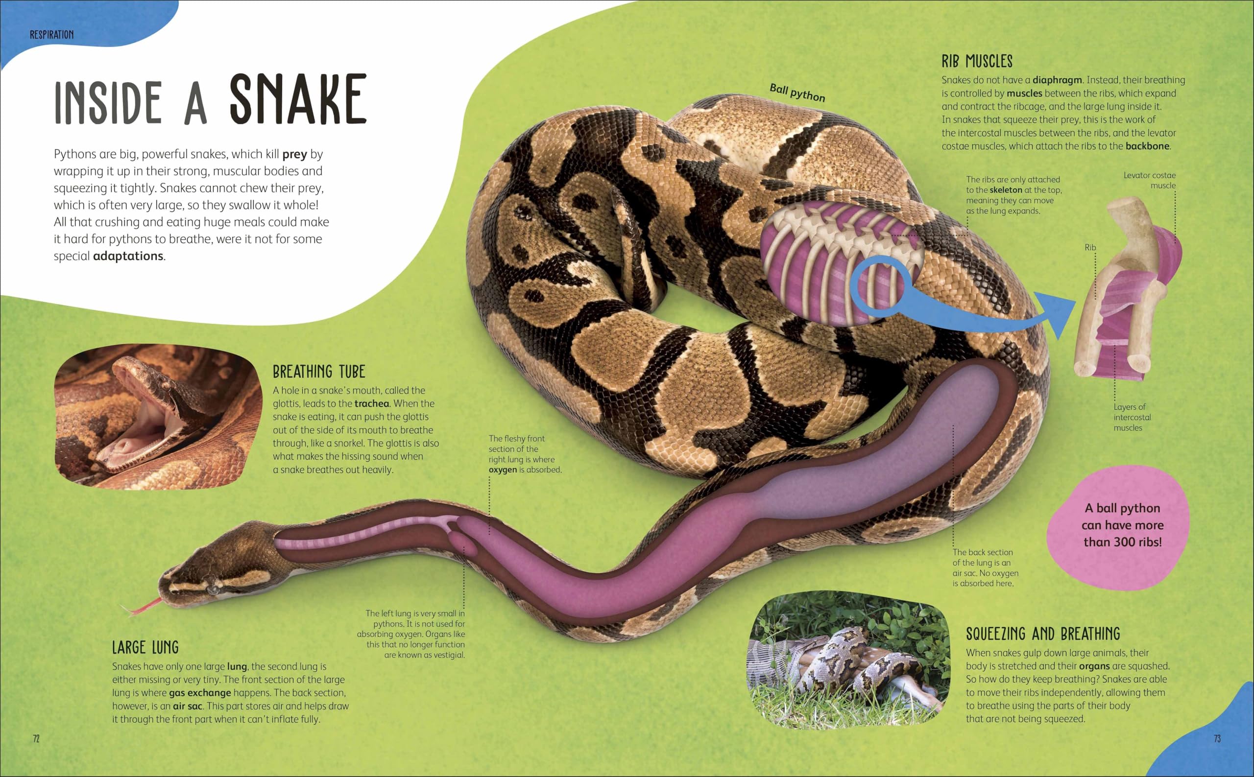 The Animal Body Book: An Insider's Guide to the World of Animal Anatomy
