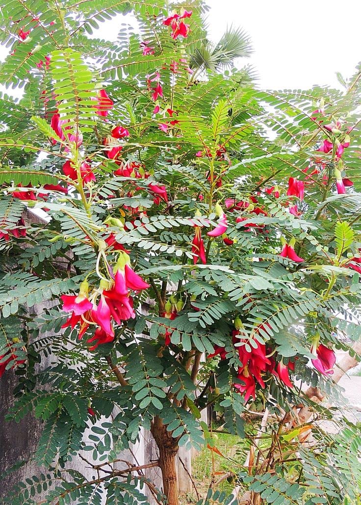 Mphmi Live Plant Nursery NCR Nurseryplant Sesbania grandiflora, Hummingbird tree - Plant