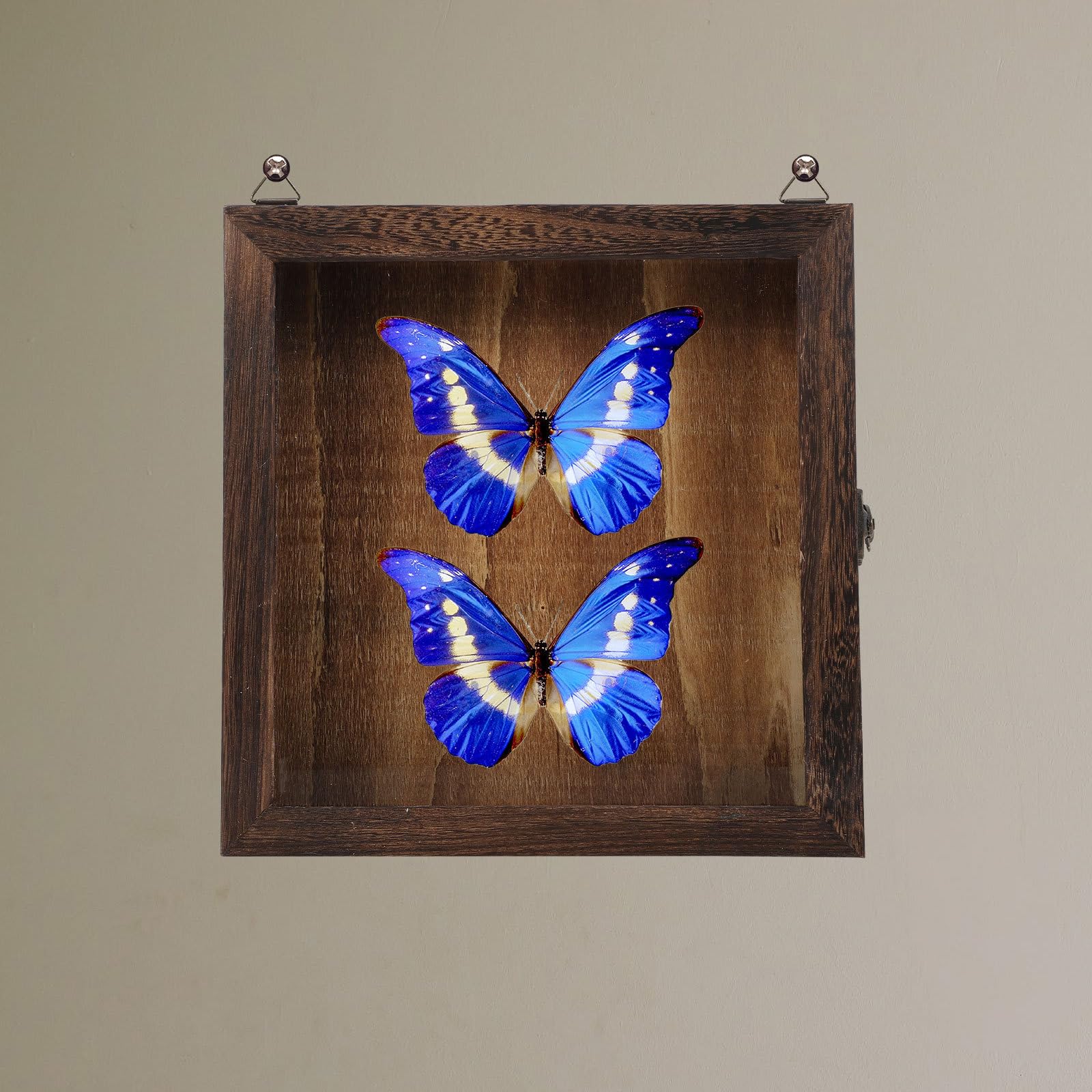 Beaupretty Caja de Exhibición de Insectos Tapa Estilo Retro, Multi-funcional y Compacta, Hecha de Acrílico y Madera Color Café para Decoración y Almacenamiento
