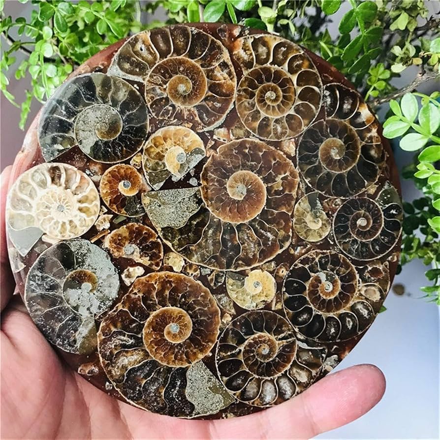 81xh9nrxxoL._AC_UF894,