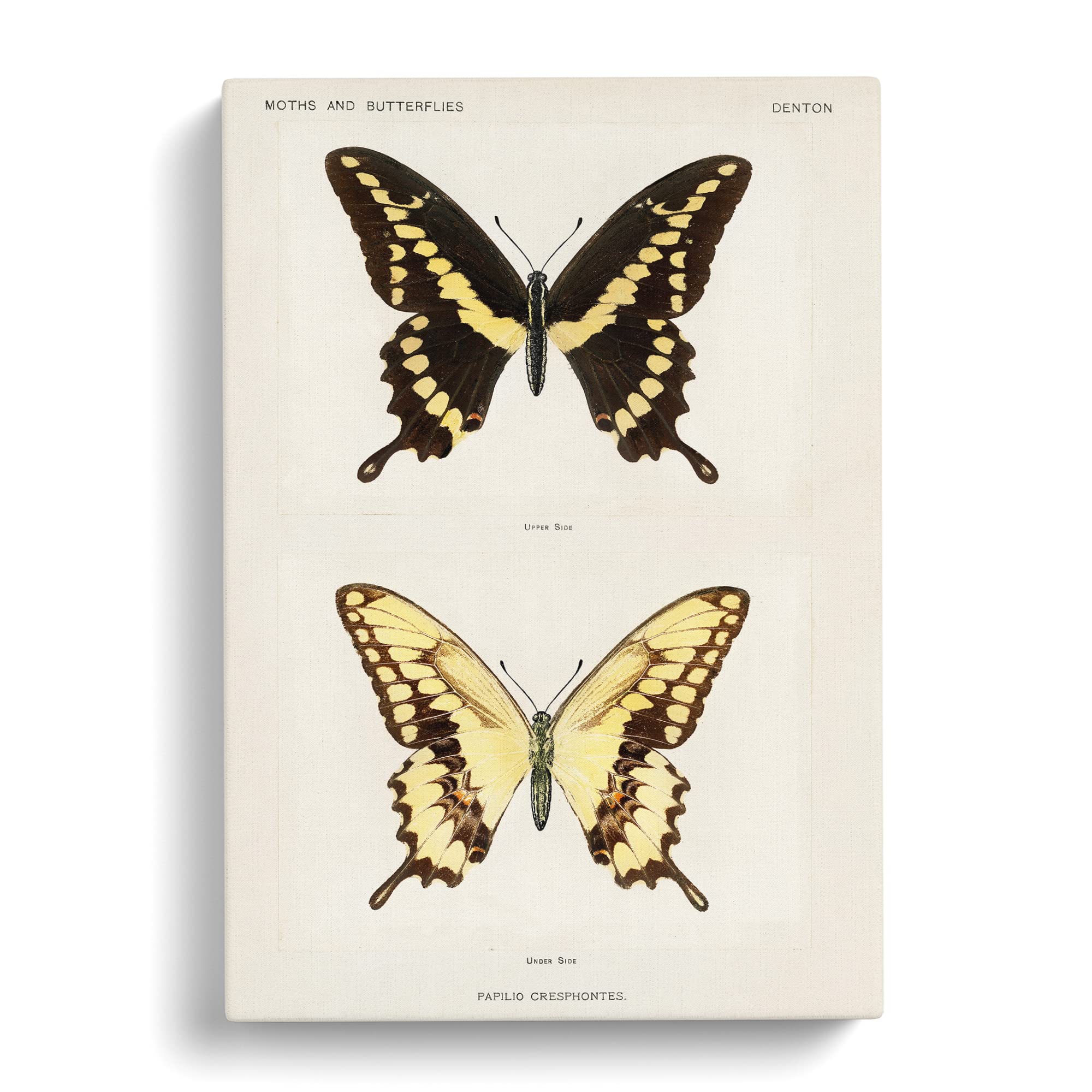 Giant Swallowtail Butterfly By S.F. Denton Canvas Print, Mixed, 25L x 50W cm - Image 2