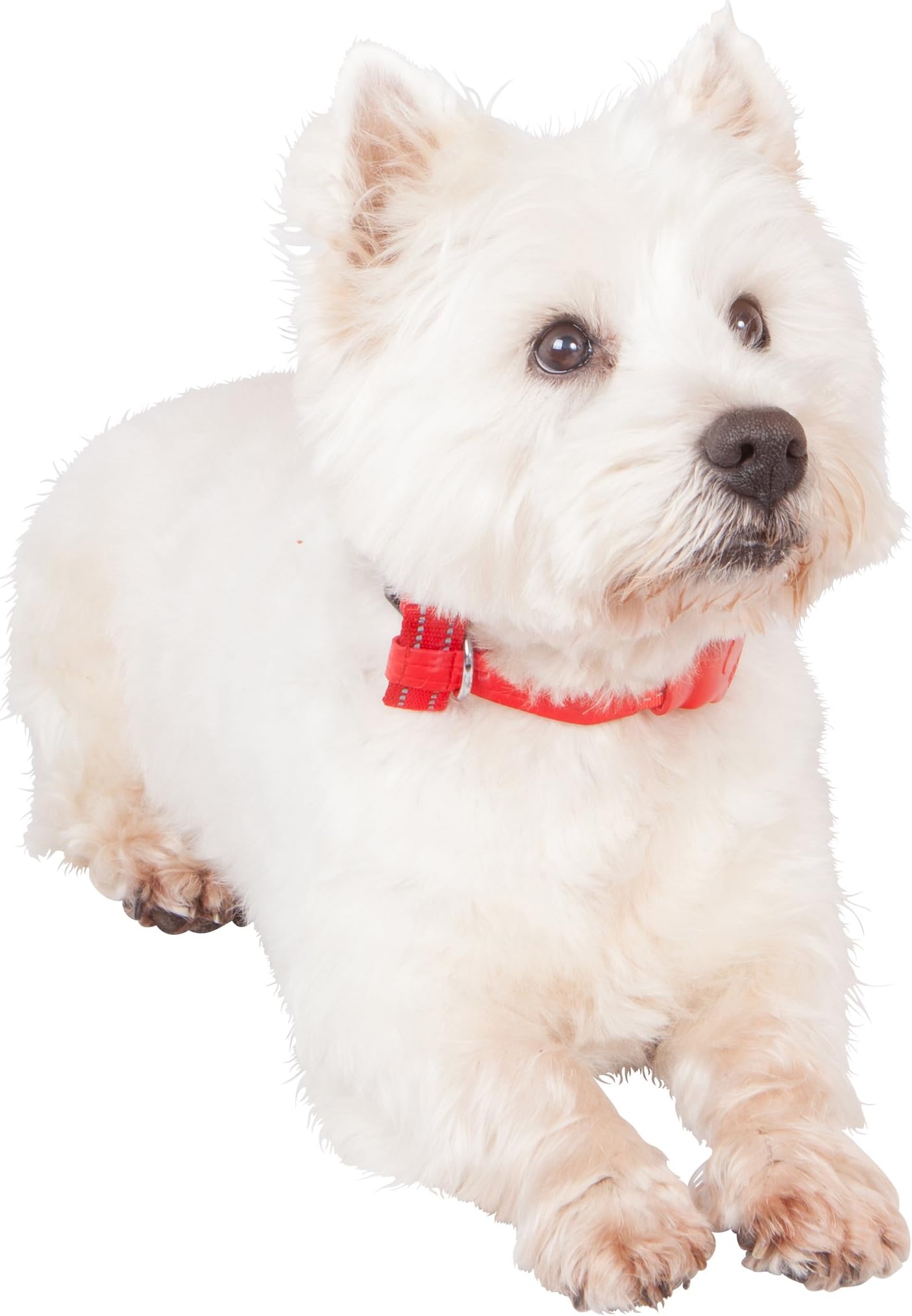 Doddle Collar: A Dog Collar with a built-in lead -A revolutionary dog collar that features a built-in 1m retractable lead with a looped handle to ensure safe control of your dog at all times; So light weight, robust and easy to use it is called a Doddle!