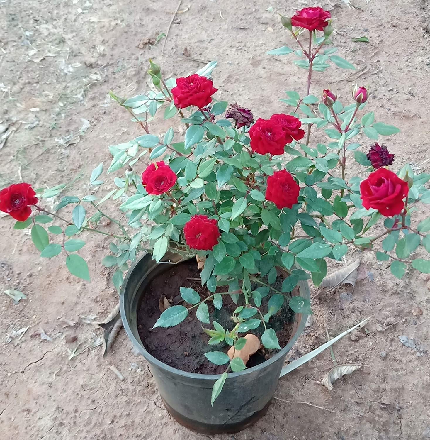 See full amazon price history chart for Desi red rose live plant (1 live plant) Desi red rose live plant (1 live plant) (B0BZ9C5KXN) Amazon Price History, Amazon Price Tracker