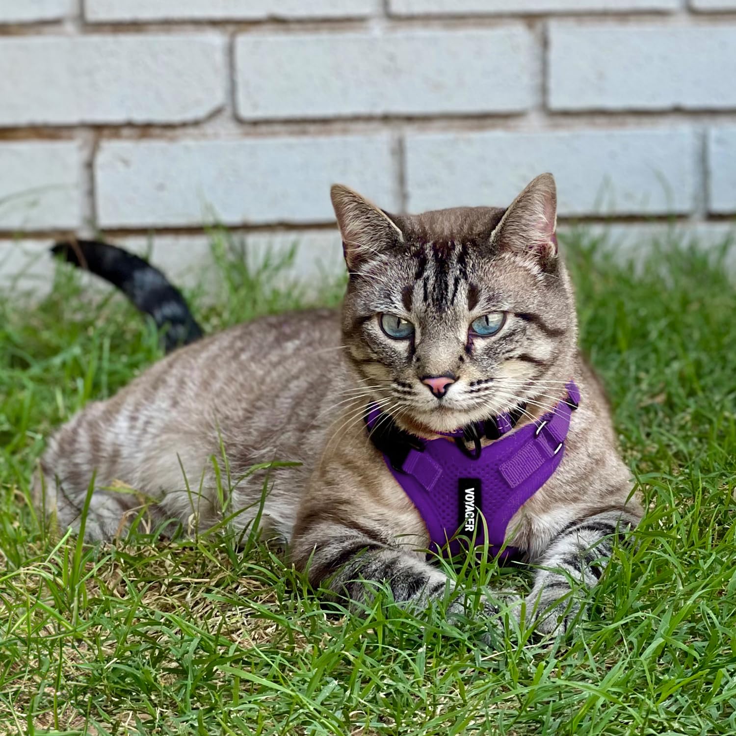 Best Pet Supplies Voyager Step-in Lock Harnais pour Chat et Laisse réfléchissante avec poignée en néoprène – Convient aux Chats de Petite, Moyenne et Grande Taille, Violet, Taille XS – 1,5 m