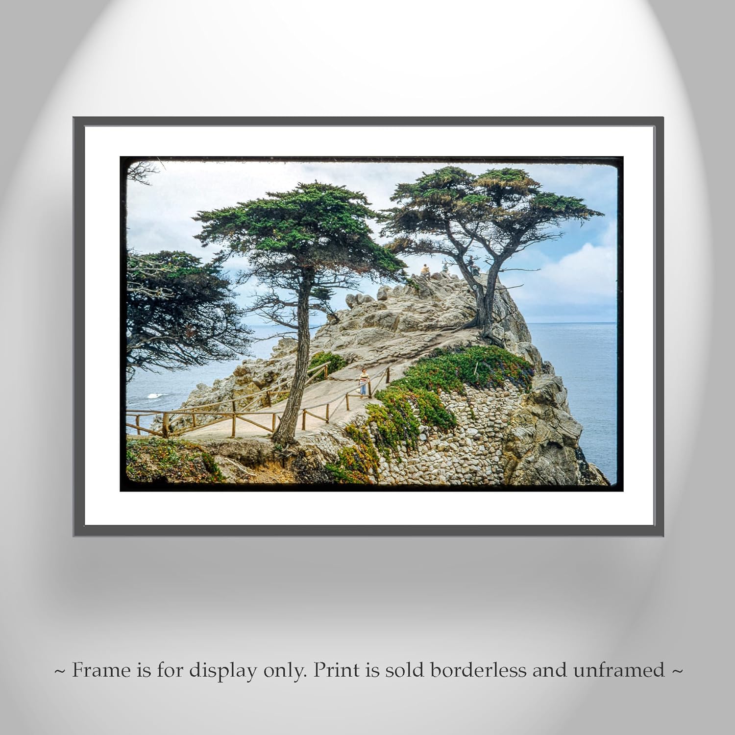 Lone Cypress Tree Pebble Beach California Vintage Photography Art Print
